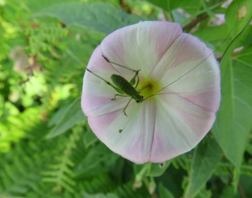 Phaneroptera nana